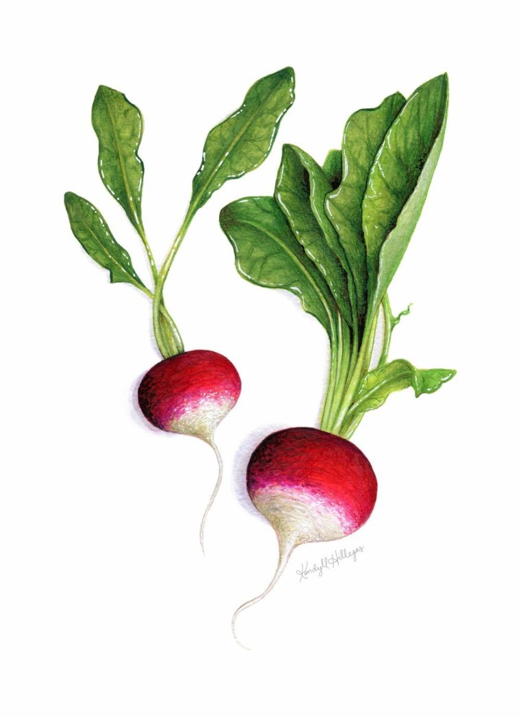 Редис Ботаническая иллюстрация
