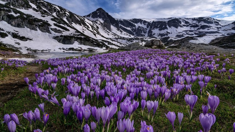 Альпийские Луга Кавказа . Эдельвейс