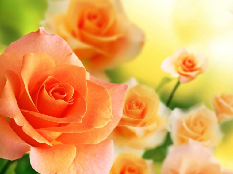 С днём рождения женщине персиковые розы