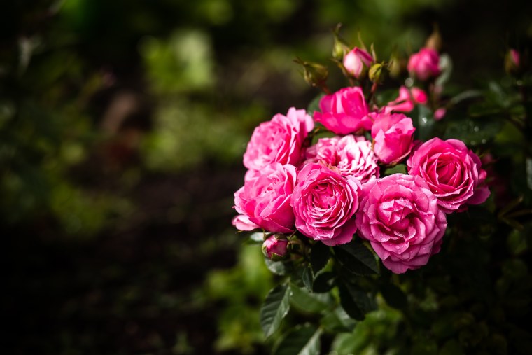 Роза Florian Massad