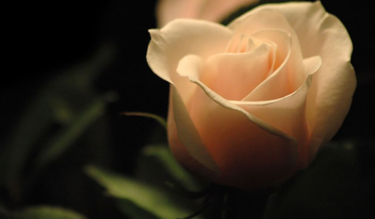 Чайная роза на темном фоне