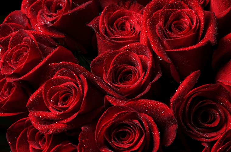 Шикарные красные цветы