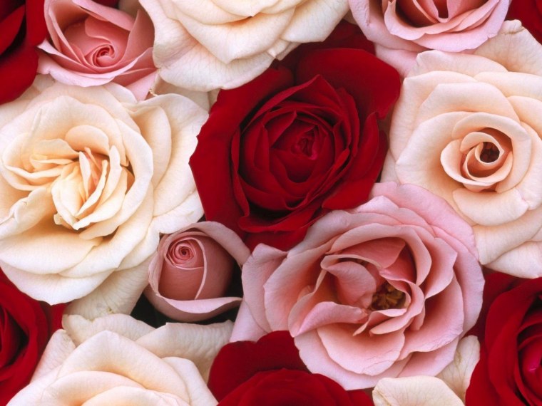 Классические розы