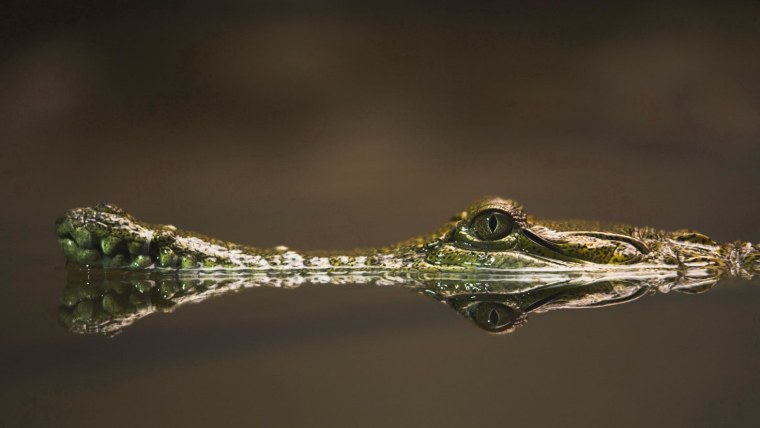 Пресмыкающиеся в воде