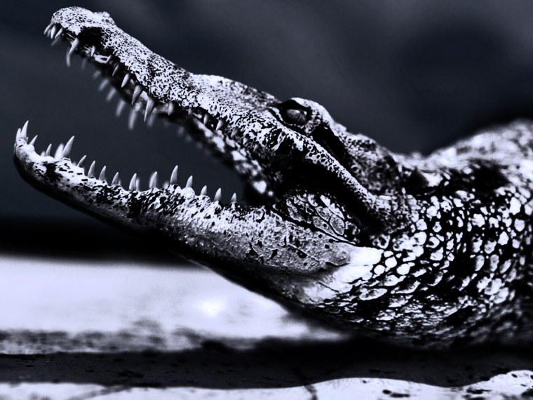 Черный крокодил