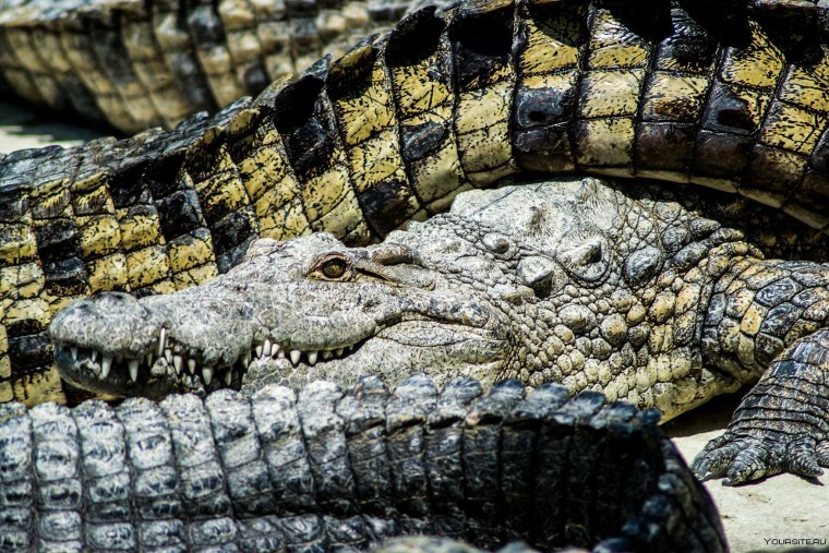 Гребнистый крокодил хвост