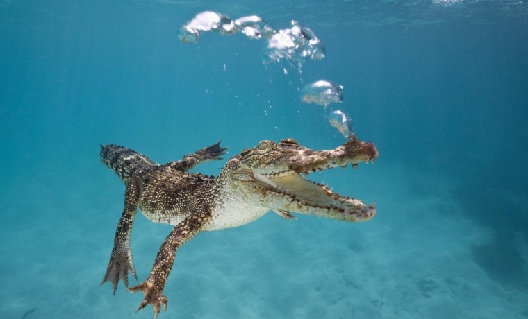 Крокодил в воде вид сверху