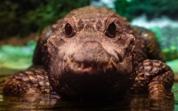 4 Крокодила