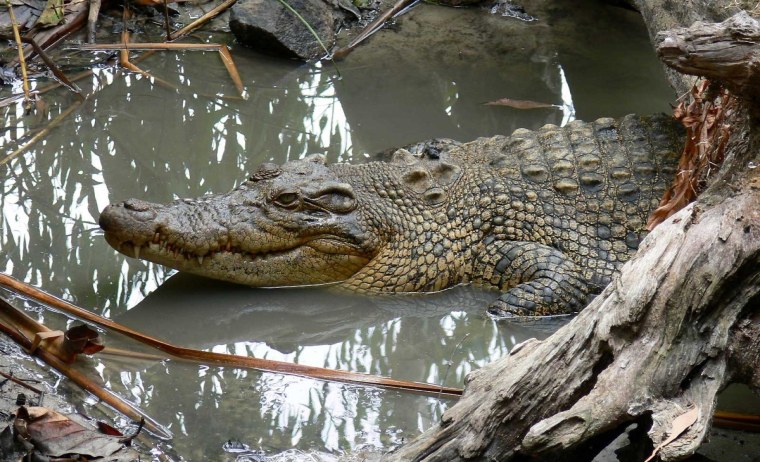 Гребнистый крокодил Кассиус