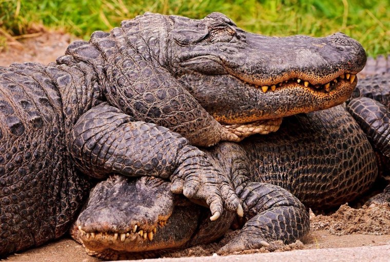 Гребнистый крокодил Детеныши