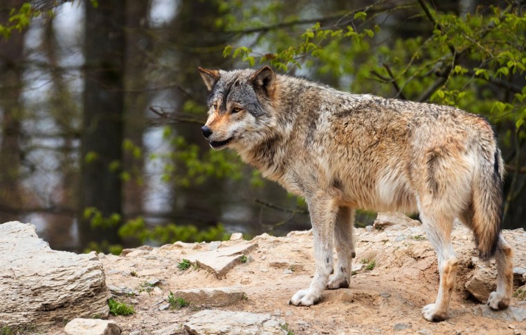 Canis Lupus Campestris