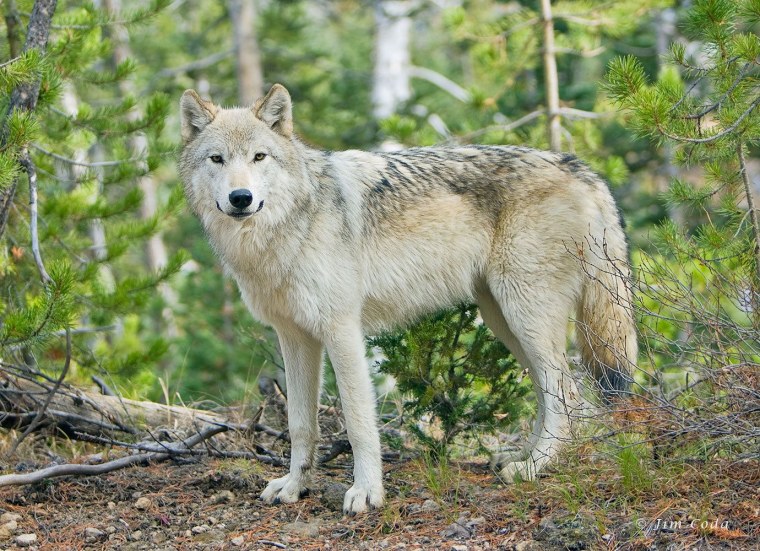 Макензенский волк