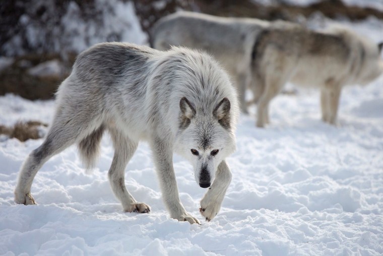 Волк в снегу
