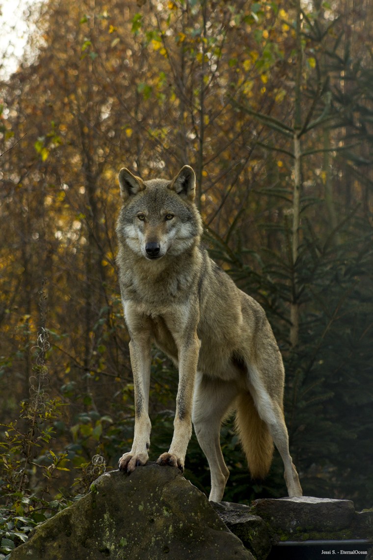 Мелвильский островной волк