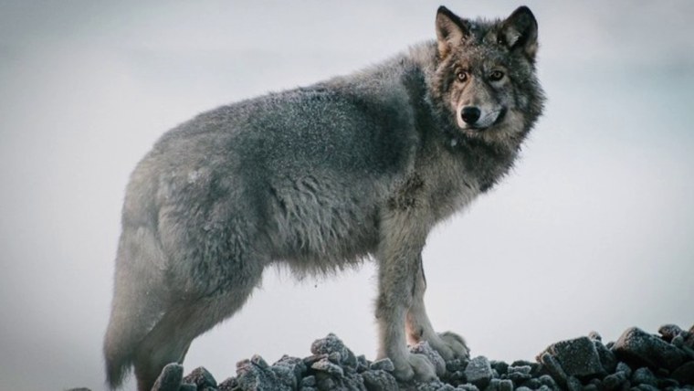 Волк облизывается