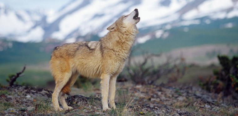 Волки Западного Кавказа