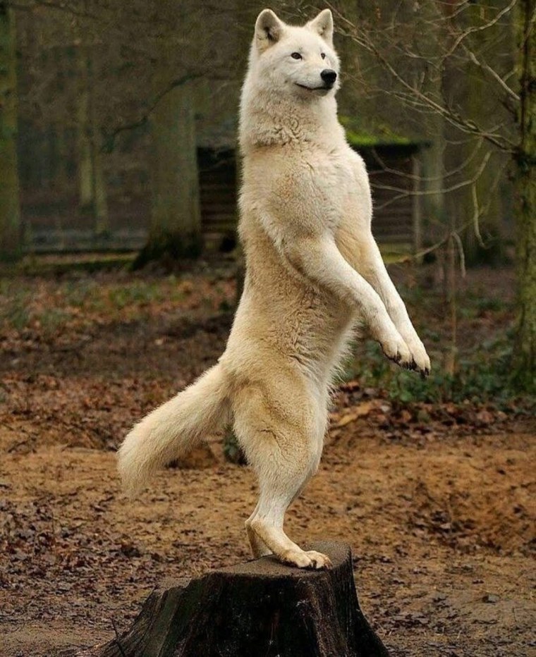 Волк на задних лапах
