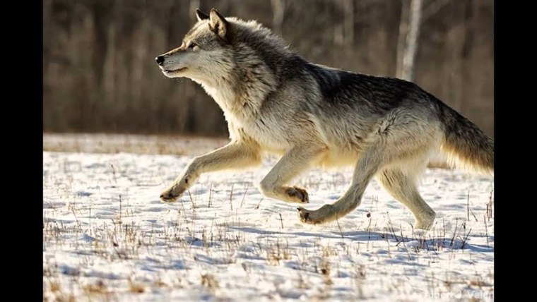Бегущая с волками