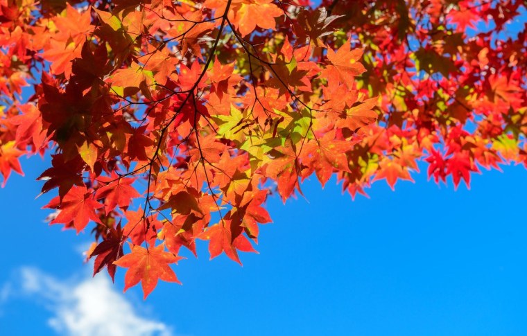 Листья на голубом небе