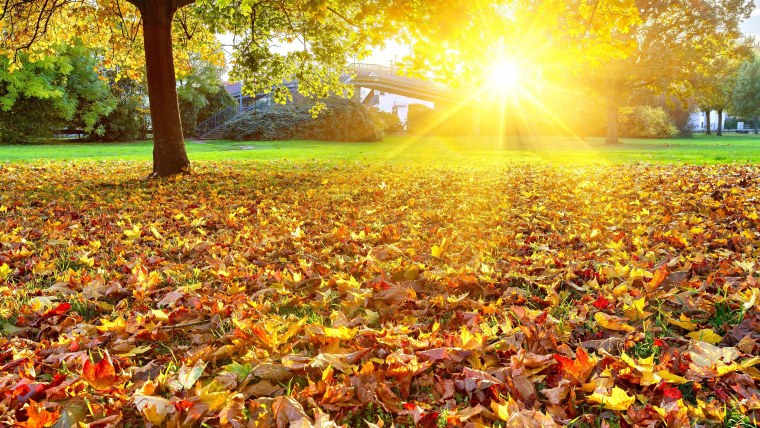 Хоровод из листьев