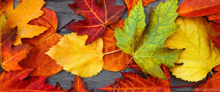 Осенние листья в ряд