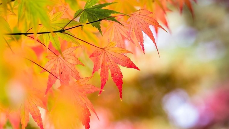 Золотая осень