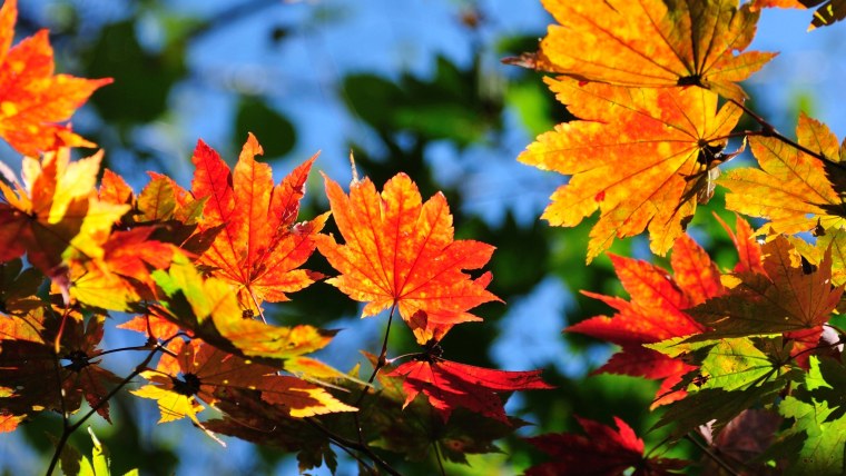 Осень дождь