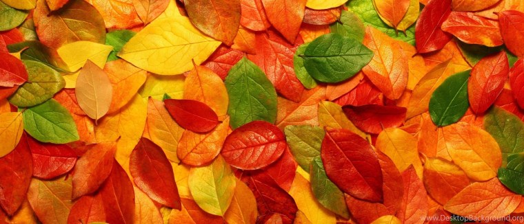 Фон для баннера осень