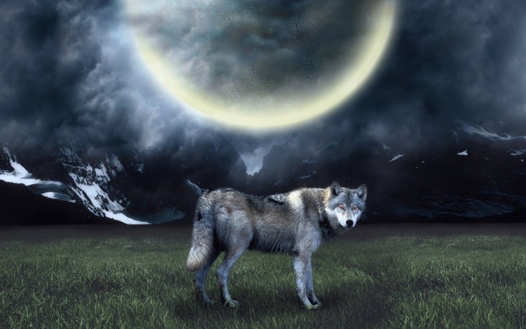 Одинокие волки