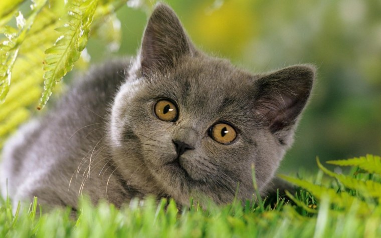 Скоттиш шартрез котенок