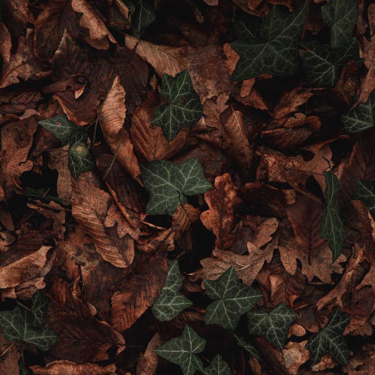 Коричневые обои