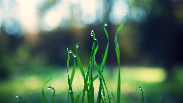 Обои на рабочий стол зелень макро