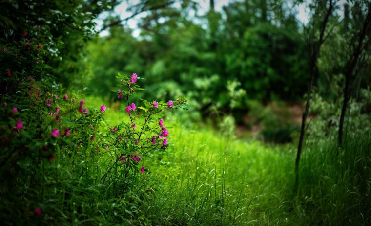 Розовые Лесные цветы