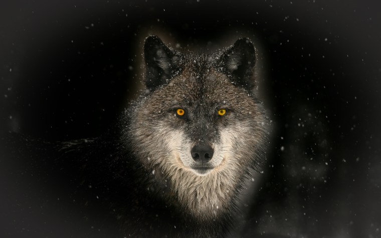 Волк в ночи