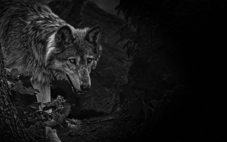 Темные обои волк