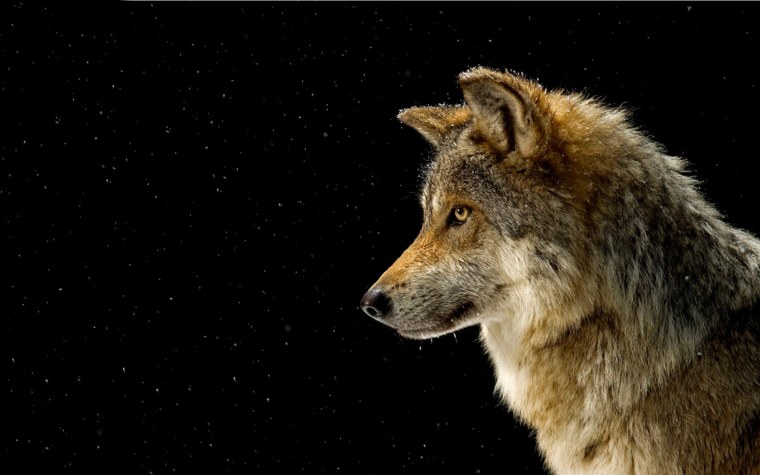 Волк Дмитрий Москва