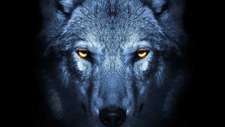 Злой взгляд волка