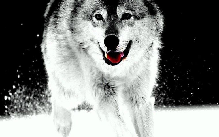 Волк на фоне леса