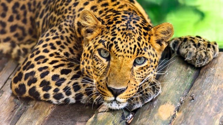 Красивый леопард