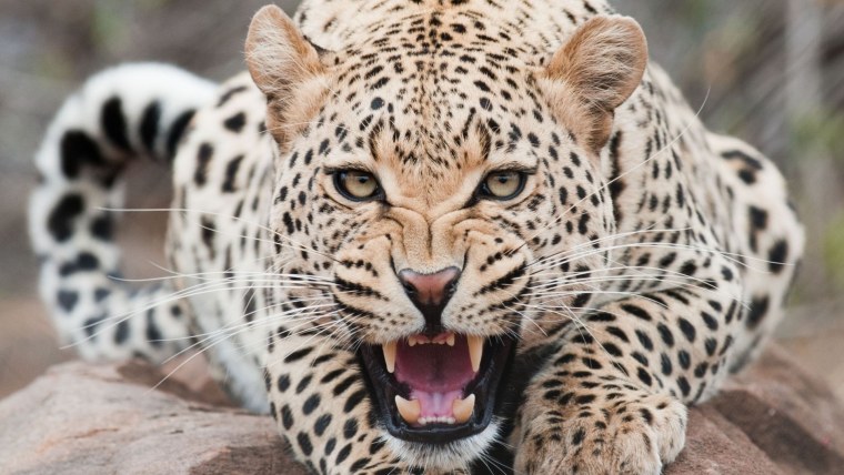 Тигр и тигрица