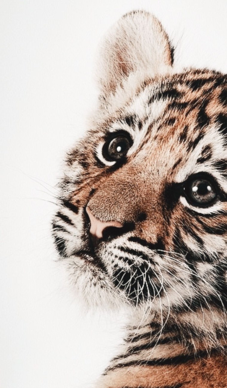 Хищные животные