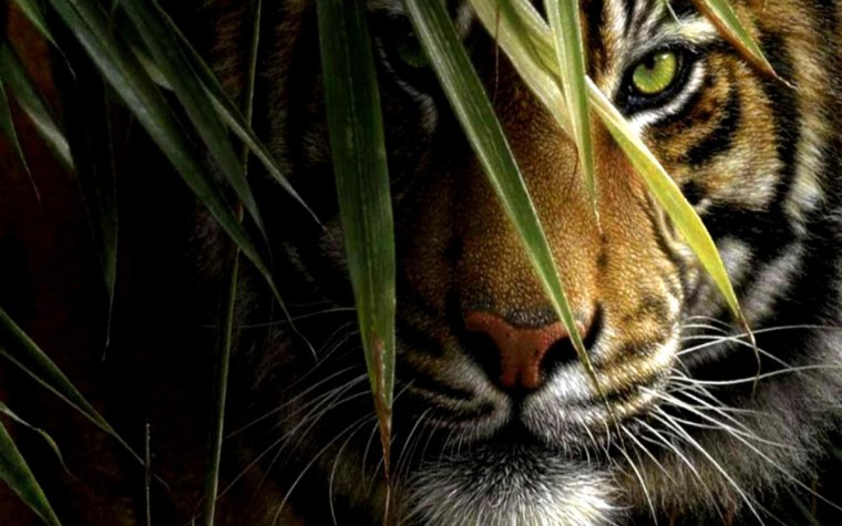 Темы на телефон животные