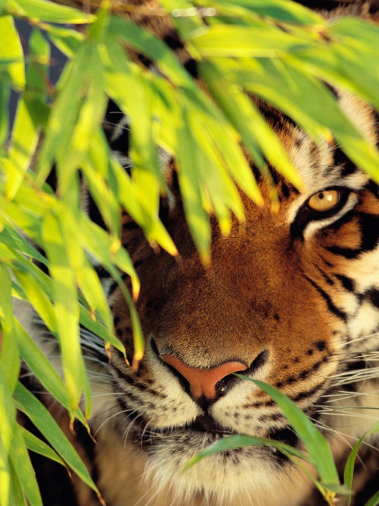 Белый тигр и брызги