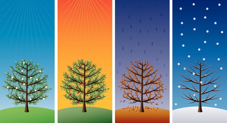 Дерево четыре времени года