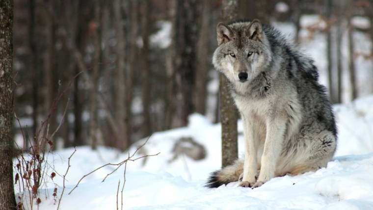 Волк Вишерский заповедник