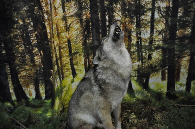 Волк фотографируется