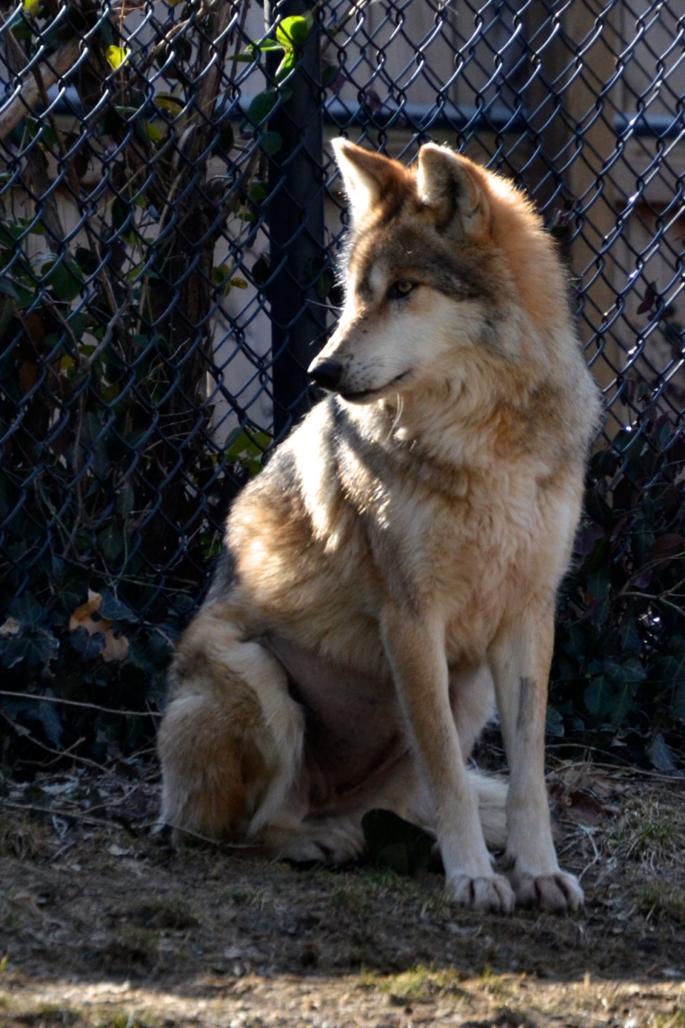 Сидячий волк