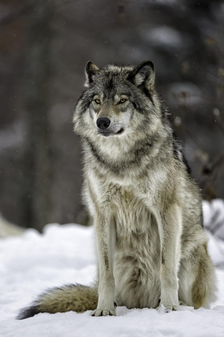 Сибирский Лесной волк