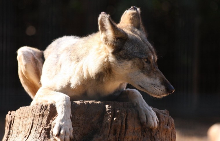 Сидячий волк