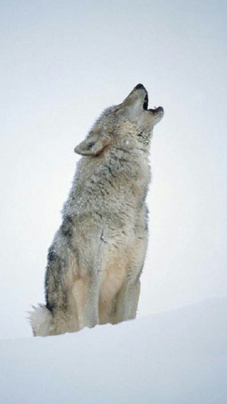 Одиночный волк